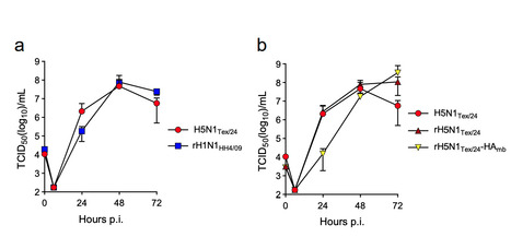 Bovine-Derived H5N1 influenza A Virus Shows Efficient Replication in Well-Differentiated Human Nasal Epithelial Cells | Virus World | Scoop.it