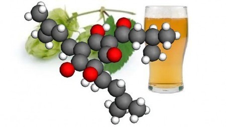 Beer compounds could hold the key to better pharmacueticals | Longevity science | Scoop.it