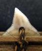 Shark tooth weapons reveal missing shark species in Central Pacific islands | Coastal Restoration | Scoop.it