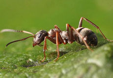 Les ondes GSM tuent les fourmis | La Libre Belgique | EntomoNews | Scoop.it