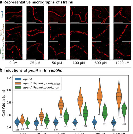 Deep-learning deconvolution and segmentation of fluorescent membranes for high-precision bacterial cell-size profiling | brvt | RMH | Scoop.it
