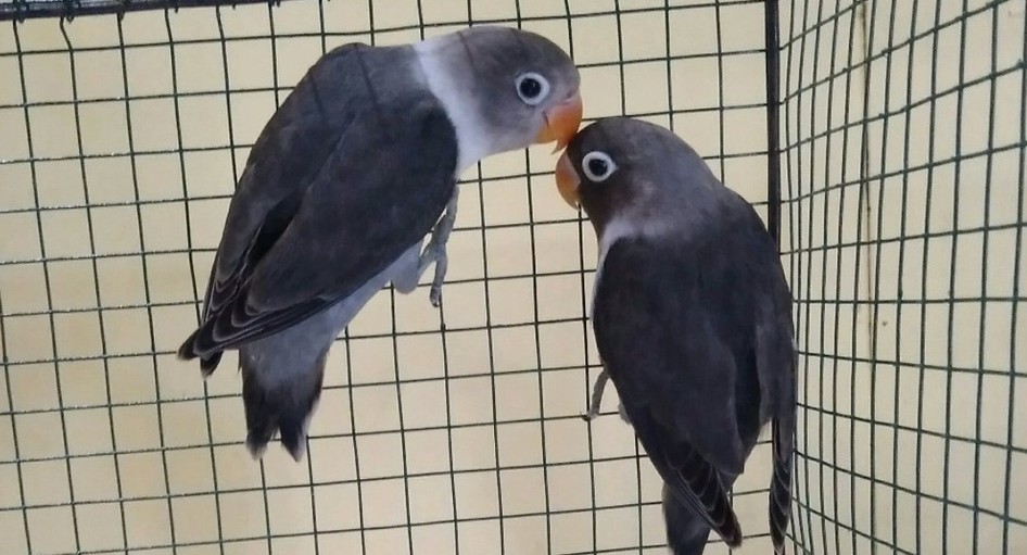 Pecinta Hewan Scoop It