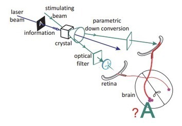 Can the human brain see quantum images? | Amazing Science | Scoop.it