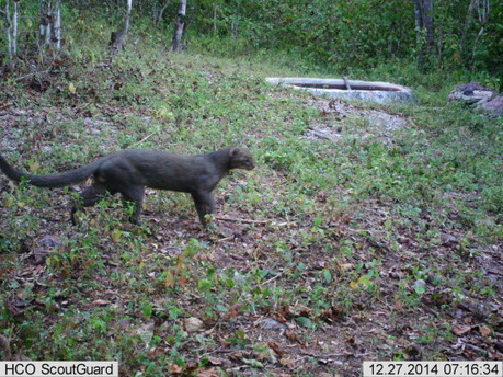El Gato Onza (Aylurus yagouaroundi), es también conocido como Leoncillo, Jaguarundi, Onza o León del bosque. | Bichos en Clase | Scoop.it