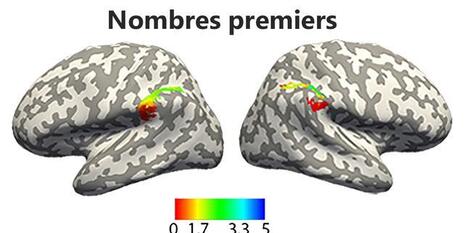 O&ugrave; les nombres entiers et les fractions vont-ils se cacher dans notre cerveau&nbsp;? | Veille HFR | Scoop.it