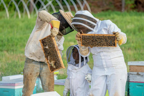L’écologie pour les enfants : "Comment on fait pour protéger les abeilles ?" | Biodiversité - @ZEHUB on Twitter | Scoop.it