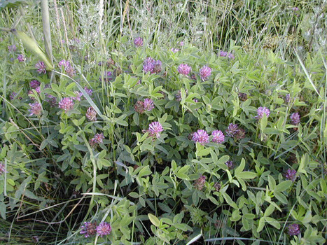 liinanblogi | 1Uutiset - Lukemisen t&auml;hden | Scoop.it