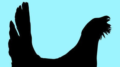 Mik&auml; lintu t&auml;m&auml; on? Tee tunnistustesti &ndash; kovimmat ornitologit saavat 10/10 | 1Uutiset - Lukemisen t&auml;hden | Scoop.it