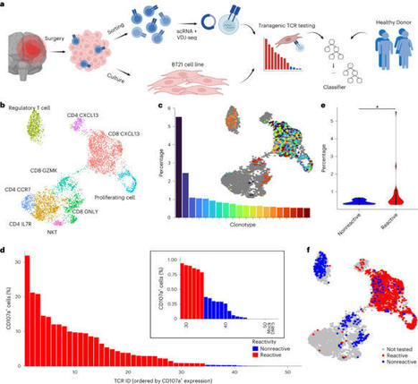 Prediction of tumor-reactive T cell receptors from scRNA-seq data for personalized T cell therapy  | Virology News | Scoop.it