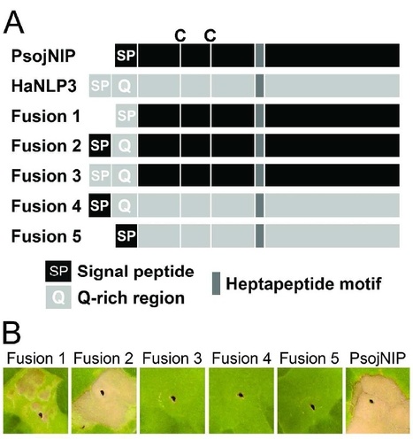 MPMI: Non-toxic Nep1-like proteins of the downy mildew pathogen Hyaloperonospora arabidopsidis: repression of necrosis-inducing activity by a surface-exposed region | Plants and Microbes | Scoop.it