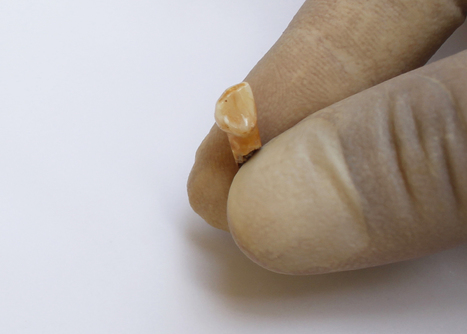 Descubierto un diente y un fragmento de parietal perteneciente a un niño neandertal en la Cova de les Teixoneres (Moià, Barcelona) | Aux origines | Scoop.it