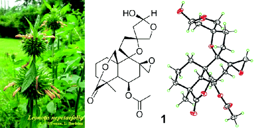 Bis-spirolabdane Diterpenoids from Leonotis nepetaefolia | Natural Products Chemistry Breaking News | Scoop.it