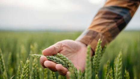 France&nbsp; - Phytosanitaires : fin des exigences de s&eacute;paration entre vente et conseil | Questions de d&eacute;veloppement ... | Scoop.it