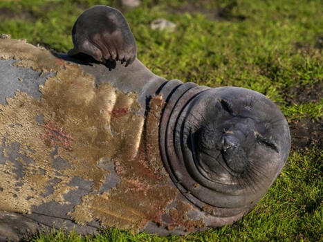 La grippe aviaire a décimé les éléphants de mer, montre une étude - Sciences et avenir | Biodiversité | Scoop.it