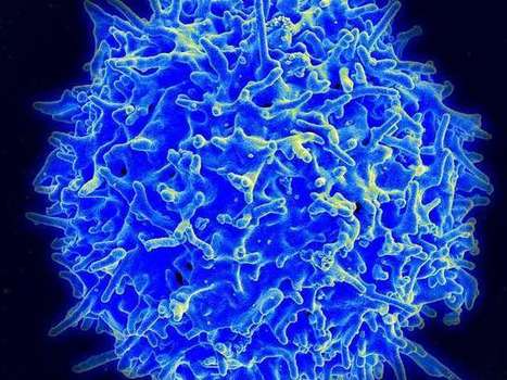 New Insights: Armies of strategically stationed T cells fight viral infections, cancer | Mucosal Immunity | Scoop.it