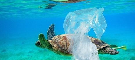Fin des sacs plastique jetables : le d&eacute;cret est publi&eacute; | Biodiversit&eacute; | Scoop.it