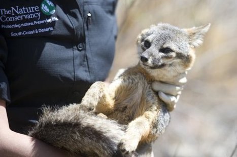 Island fox recovery one of fastest in U.S. | Coastal Restoration | Scoop.it