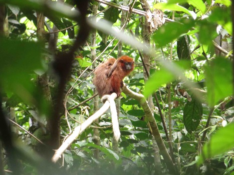 Possible New Primate Discovered in Peru | RAINFOREST EXPLORER | Scoop.it