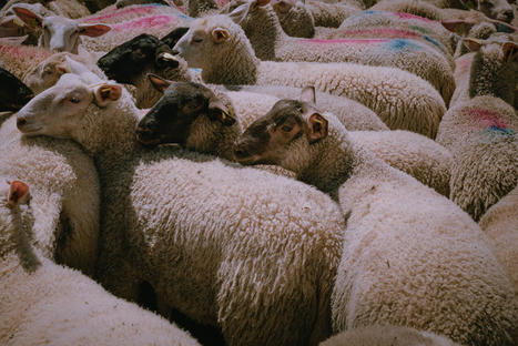 Drôme. Le département au soutien de la filière ovine | Actualité Bétail | Scoop.it