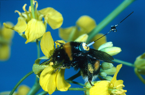 Understanding the Flight of the Bumblebee | Science News | Scoop.it