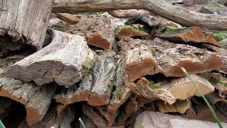 De l'&eacute;corce pour aider les insectes | Les Colocs du jardin | Scoop.it