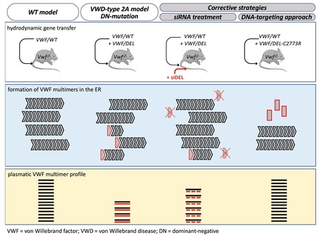 Approches génétiques de modulation de l’effet dominant-négatif de mutants d’une protéine de l’hémostase in vivo | Life Sciences Université Paris-Saclay | Scoop.it
