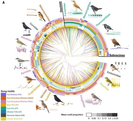 The global biogeography of passerine songs | Biodiversit&eacute; | Scoop.it