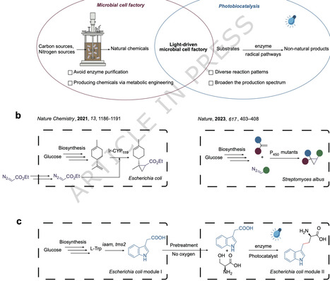 Integrating microbial cell factory with new-to-nature photobiocatalysis for de novo biosynthesis of d-homotryptophan | Ncm | RMH | Scoop.it