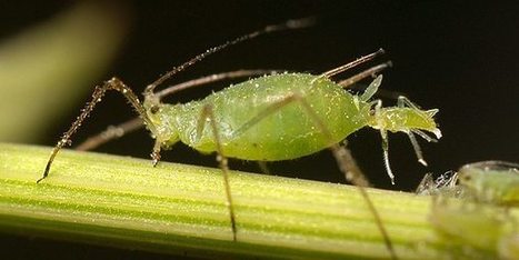 Afidi: 10 rimedi naturali per proteggere le piante di orto e giardino | Orto, Giardino, Frutteto, Piante Innovative e Antiche Varietà | Scoop.it