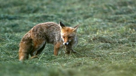 Le renard : le meilleur allié contre la maladie de Lyme ? | EntomoNews | Scoop.it
