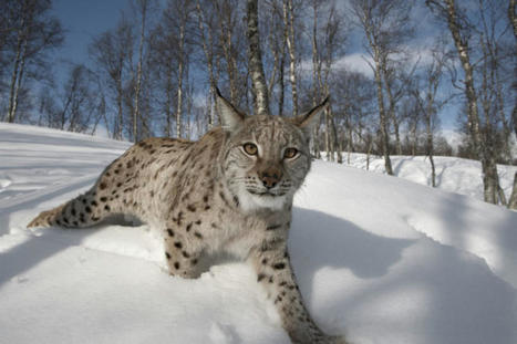 Consultation begins on return of lynx to Scotland | Biodiversité | Scoop.it