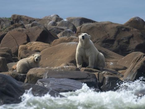 Une étude quantifie le lien entre émissions de CO2 et déclin des ours polaires | Biodiversité | Scoop.it