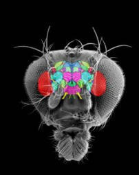 Le cerveau des insectes | EntomoScience | Scoop.it