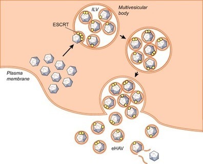Type A viral hepatitis: A summary and update on the molecular virology, epidemiology, pathogenesis and prevention | Virology News | Scoop.it