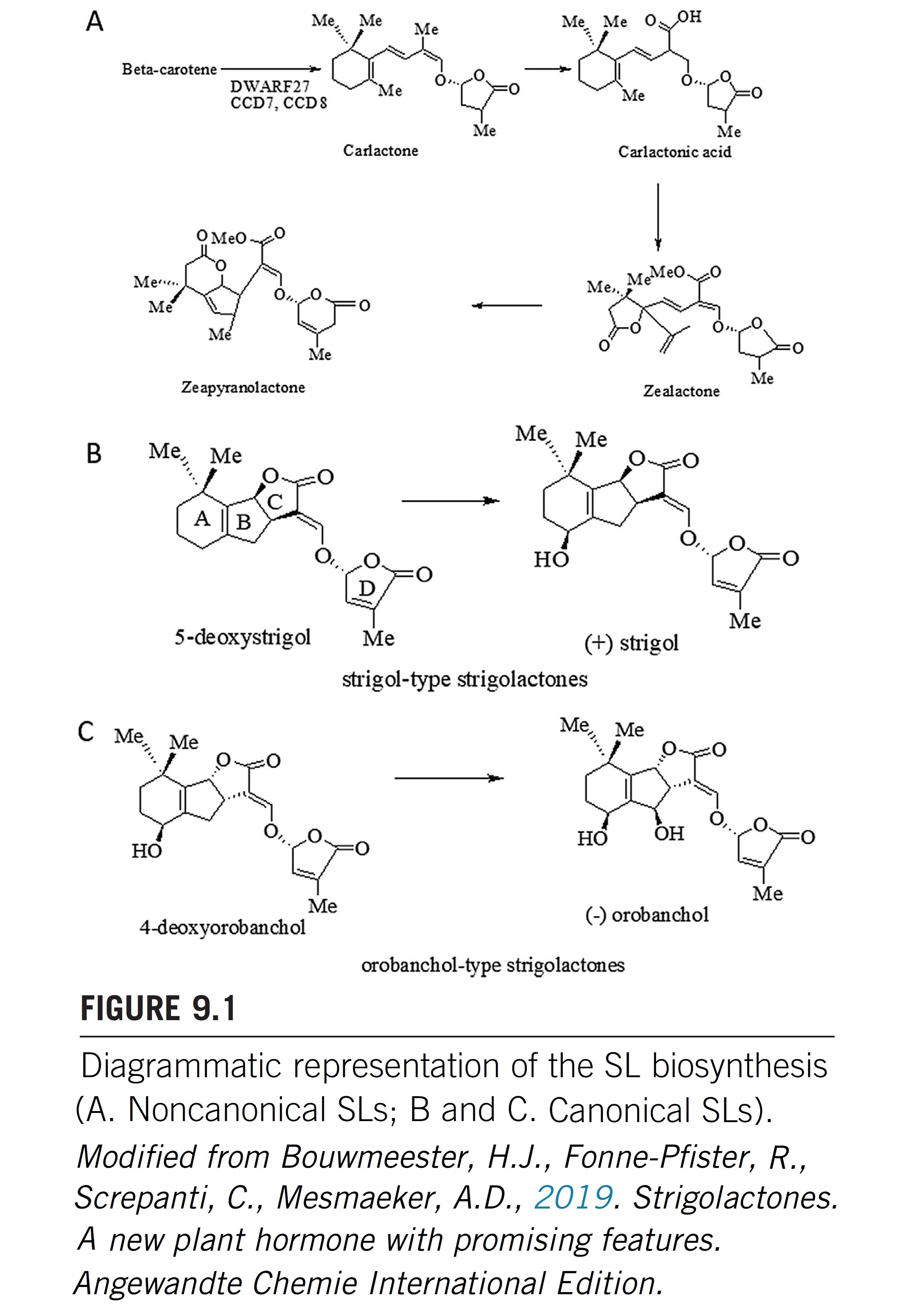 Strigolactones: Biosynthesis, regulation, signa...
