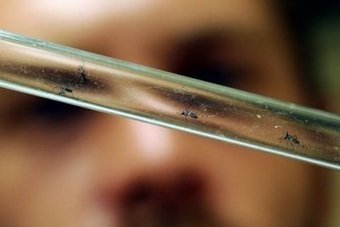 Des entomologistes en premi&egrave;re ligne face &agrave; Aedes albopictus | EntomoNews | Scoop.it