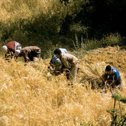 MIDDLE EAST - Sowing a secure future beyond seed banks | CIHEAM Press Review | Scoop.it