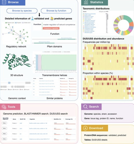 NTDB: a curated database of natural transformation machinery and regulatory genes in prokaryotes | nar | RMH | Scoop.it