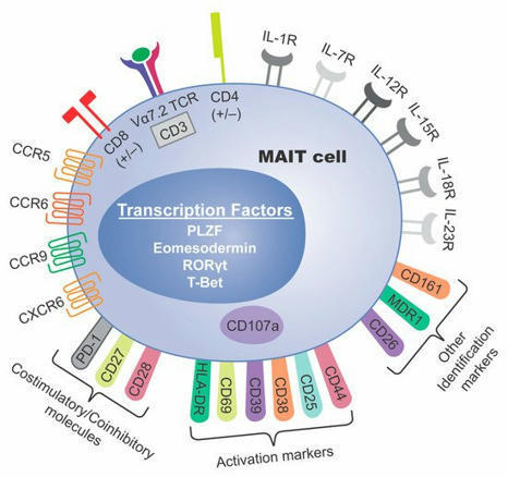 MAIT Cells: Partners or Enemies in Cancer Immunotherapy? | Amazing Science | Scoop.it