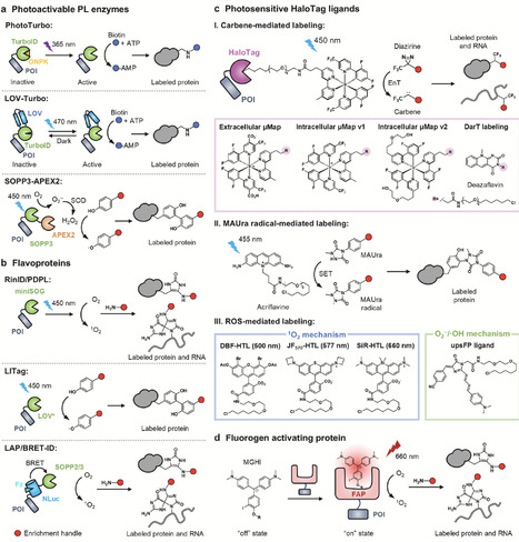 Recent advances in proximity labeling: New chemistries, optical control and programmable reaction boundaries | cin | RMH | Scoop.it