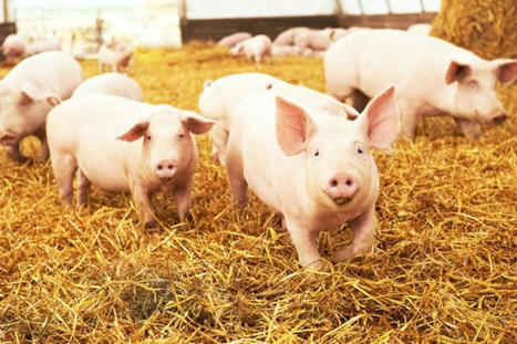 Une intelligence artificielle pour évaluer le bien-être des porcs en élevage | Actualité Bétail | Scoop.it