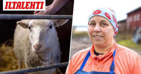 Suomessa tapetaan miljoonia el&auml;imi&auml; ilman, ett&auml; kukaan n&auml;kee &ndash; Satu n&auml;ytt&auml;&auml; piiloon j&auml;&auml;v&auml;n totuuden | 1Uutiset - Lukemisen t&auml;hden | Scoop.it