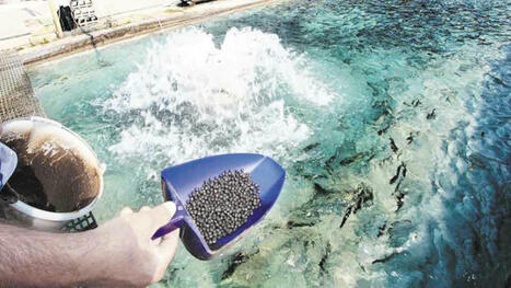 ALG&Eacute;RIE : Localit&eacute;s ouest de Tipasa : L&rsquo;aquaculture, un secteur en plein essor | CIHEAM Press Review | Scoop.it