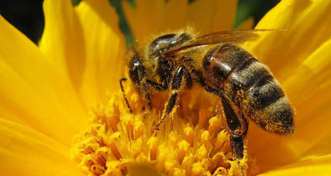 Honeybees trained to sniff out landmines in Croatia | Science News | Scoop.it
