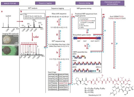 A mass spectrometry-guided genome mining approach for natural product peptidogenomics. | Natural Products Chemistry Breaking News | Scoop.it