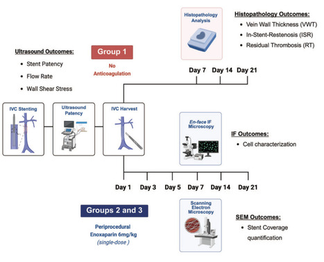 Histopathological and duplex characteristics of deep venous stents: A novel microsurgical small animal model&nbsp; | Critical Limb-Threatening Ischemia (CLTI) | Scoop.it