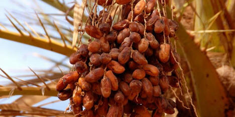 TUNISIE : Kébili : relance de la récolte des dattes à Jemna | CIHEAM Press Review | Scoop.it