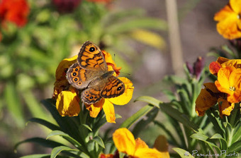 Mégère (Lasiommata megera), Wall Brown | Camargue Nature | Scoop.it