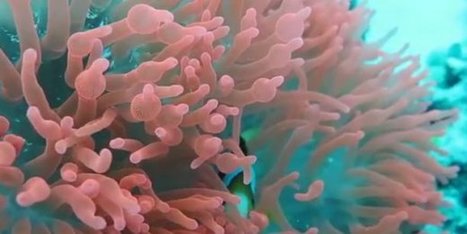 La mod&eacute;lisation num&eacute;rique 3D au secours des r&eacute;cifs coralliens | UseNum - Culture | Scoop.it