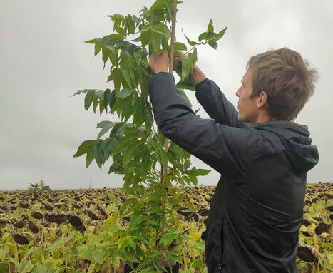 Projet French Pécan : bientôt des noix de pécan françaises - Reussir | Pour innover en agriculture | Scoop.it
